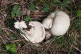 Vårmusseron (Calocybe gambosa)