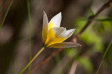 Flocktulpan (Tulipa tarda )
