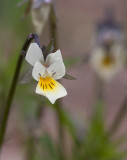 Åkerviol (Viola arvensis)