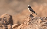 Desert Wheatear (Oenanthe deserti)