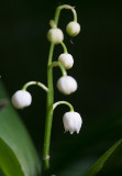 Liljekonvalj (Convallaria majalis)