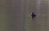 White-winged Scoter (Melanitta fusca)