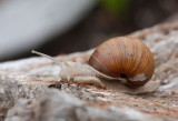 Burgundy Snail (Helix pomatia)