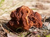 Stenmurkla (Gyromitra esculenta)