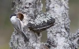 Willow Tit (Poecile montanus)