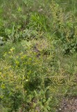 Mellangyllen (Barbarea intermedia)