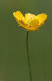 Smörblomma (Ranunculus acris)