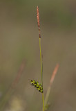 Ängsstarr (Carex hostiana)
