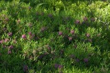 Smalbladig kalmia (Kalmia angustifolia)