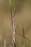 Sjötåtel (Deschampsia setacea)