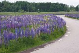 Blomsterlupiner (Lupinus polyphyllus)