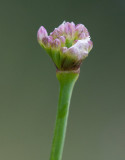 Kantlök (Allium senescens ssp. montanum)