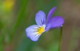 Styvmorsviol (Viola tricolor)