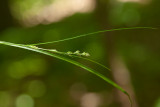 Skärmstarr (Carex remota)
