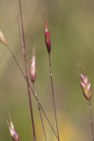 Spädlosta (Bromus pseudosecalinus)