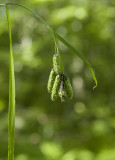 Merten's Sedge (Carex mertensii)