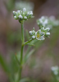 Vitknavel (Scleranthus perennis)