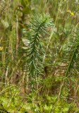 Vårtörel (Euphorbia cyparissias)