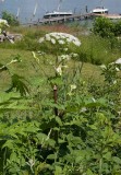 Jätteloka (Heracleum mantegazzianum)