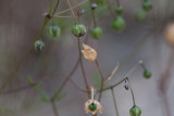 Vårspärgel (Spergula morisonii)