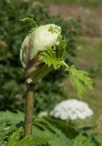 Jätteloka (Heracleum mantegazzianum)