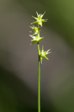 Stjärnstarr (Carex echinata)