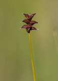 Nålstarr (Carex dioica)