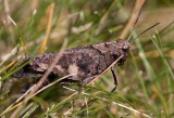 Trumgräshoppa (Psophus stridulus)