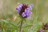 Brunrt (Prunella vulgaris)