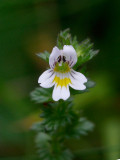 Finnögontröst (Euphrasia rostkoviana ssp. fennica)