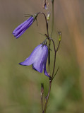 Liten blåklocka (Campanula rotundifolia)