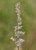 Gråbo (Artemisia vulgaris)