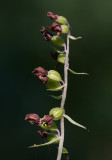 Skogsknipprot (Epipactis helleborine)