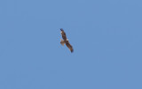  Booted Eagle (Hieraaetus pennatus)