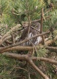 Eurasian Pygmy Owl (Glaucidium passerinum)