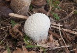 Sljrksvamp (Lycoperdon mammiforme)