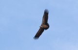 Rüppell's Vulture (Gyps rueppelli)	