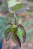 Bgforsythia (Forsythia suspensa var. fortunei)