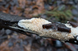 Piggplätt (Basidioradulum radula)