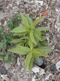 Såpnejlika (Saponaria officinalis)