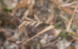 Hönshirs (Echinochloa crus-galli)