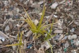 Palmstarr (Carex muskingumensis)