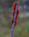 Sälgplätt (Cytidia salicina)