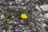 Gotlandssolvnda (Fumana procumbens)