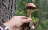 Kanelspindling (Cortinarius cinnamomeus)