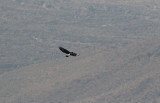  Verreaux's Eagle (Aquila verreauxii)