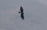Verreaux's Eagle (Aquila verreauxii)	