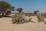 Wadi Rabkut