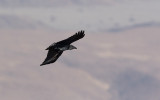  Fan-tailed Raven (Corvus rhipidurus)
