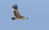  Eastern Imperial Eagle (Aquila heliaca)